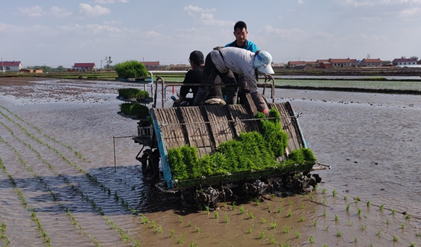 苏州古怪猴子试玩官网入口全力以赴农忙大考 插秧季火热进行时